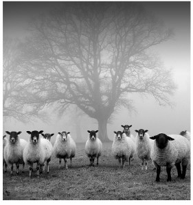 sheepandtree