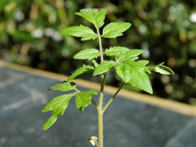tomato-seedling-400x300